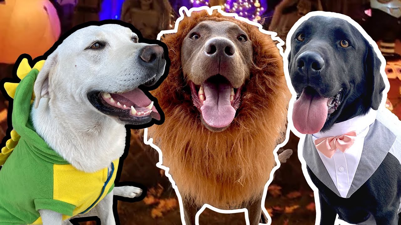 My Labradors Try On Halloween Costumes! YouTube