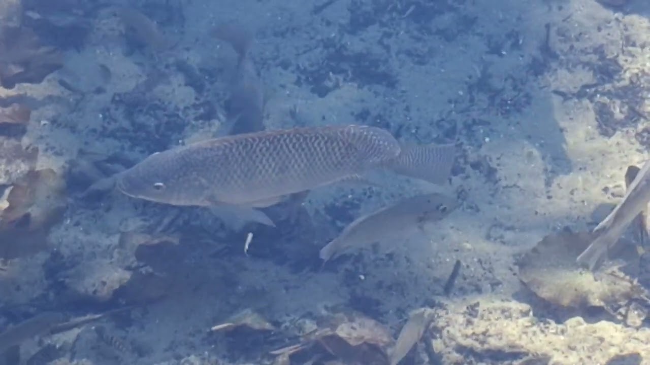 Fish in the water works park Tampa Florida!
