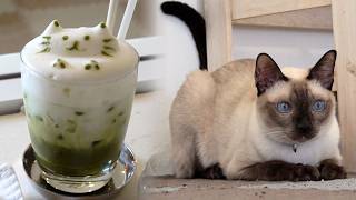 Royal Siamese Cats & Japanese Comfort Food 🐱🍵 | Inside Cat Cafe
