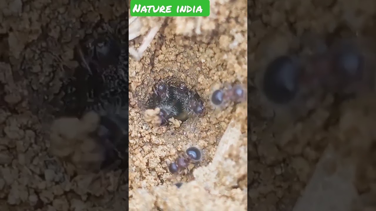 Small  ants 🐜🐜 cave explore let's check it out.