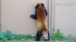 Red Pandas　収容は別々 ココとホクト