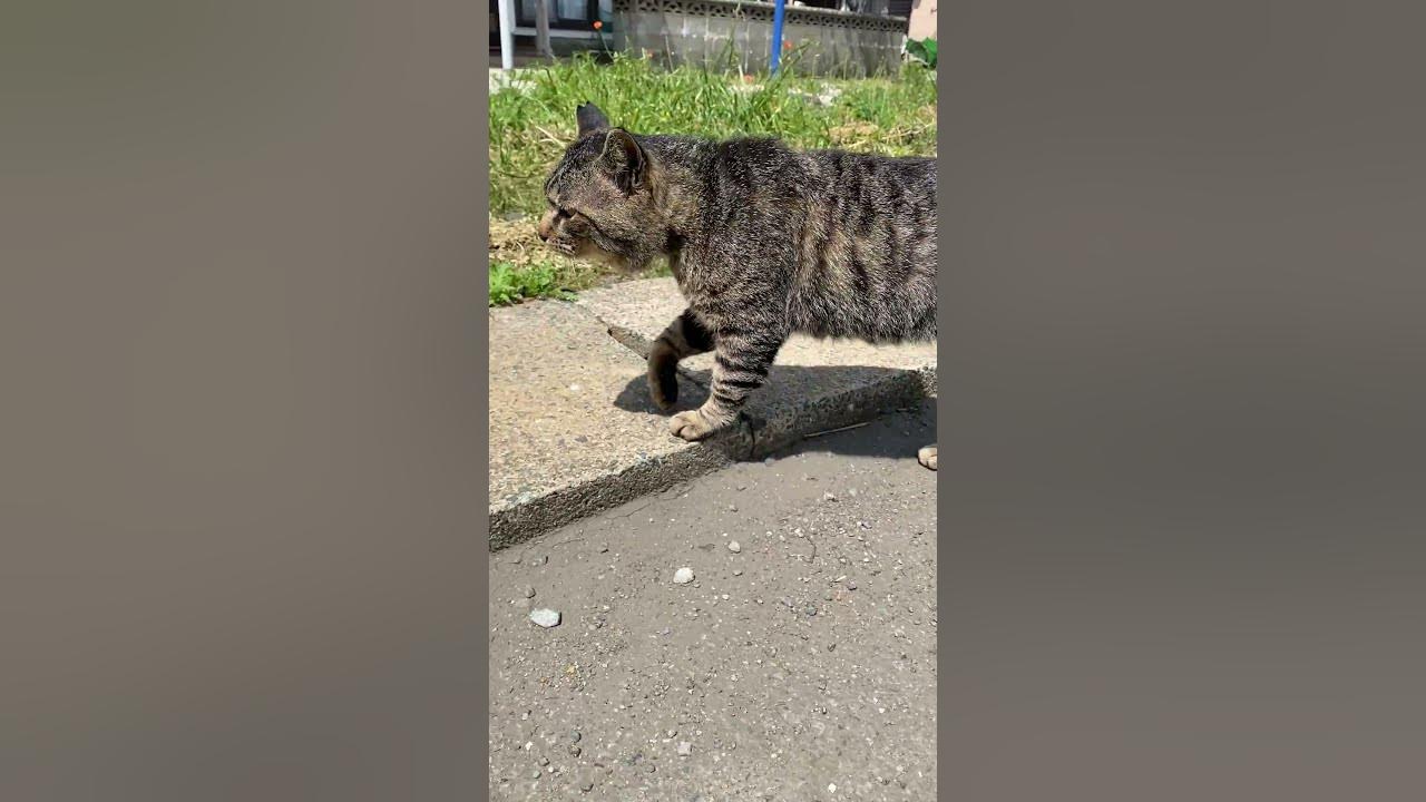鳴きながら駆け寄ってくる野良猫Short YouTube