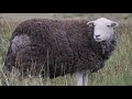 Traditional Farming in the Lake District - Unintentional ASMR