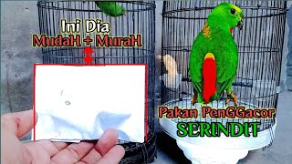 perawatan burung SERINDIT biar gacor !! KasiH pakan sampingan pendongkrak SERINDIT GACOR ini.