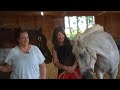 Healing, hope and horses: New nonprofit serves trauma survivors in Harford County