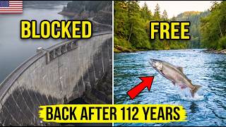 They Blew Up 4 Dams To Save A Fish — Two Weeks Later, Something Came Back After 112 Years
