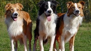 Chó Border Collie - Ưu Điểm Và Nhược Điểm by Chó Cưng (Dog Lover) 39,169 views 8 years ago 2 minutes, 4 seconds