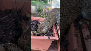 henry hiding his nut #squirrel