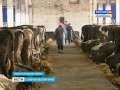 Подорожает ли ставропольское молоко