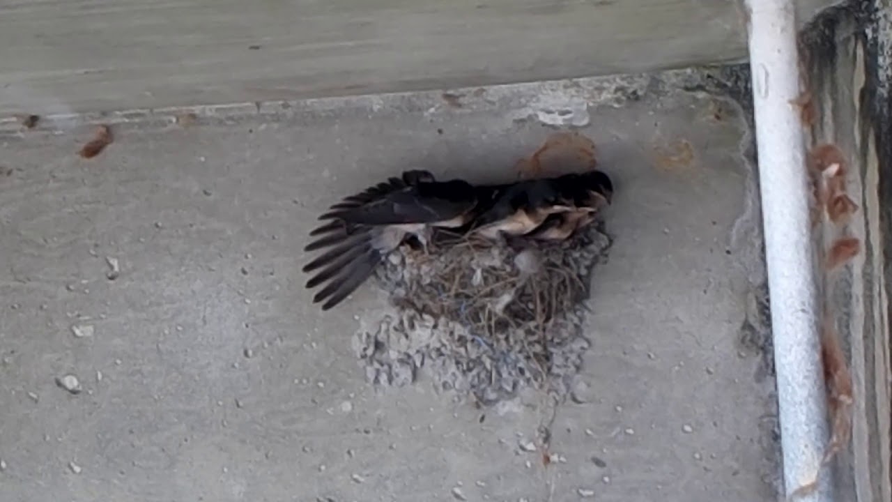 4 BABY BIRDS HOW DO THEY ALL STAY IN TINY NEST YouTube