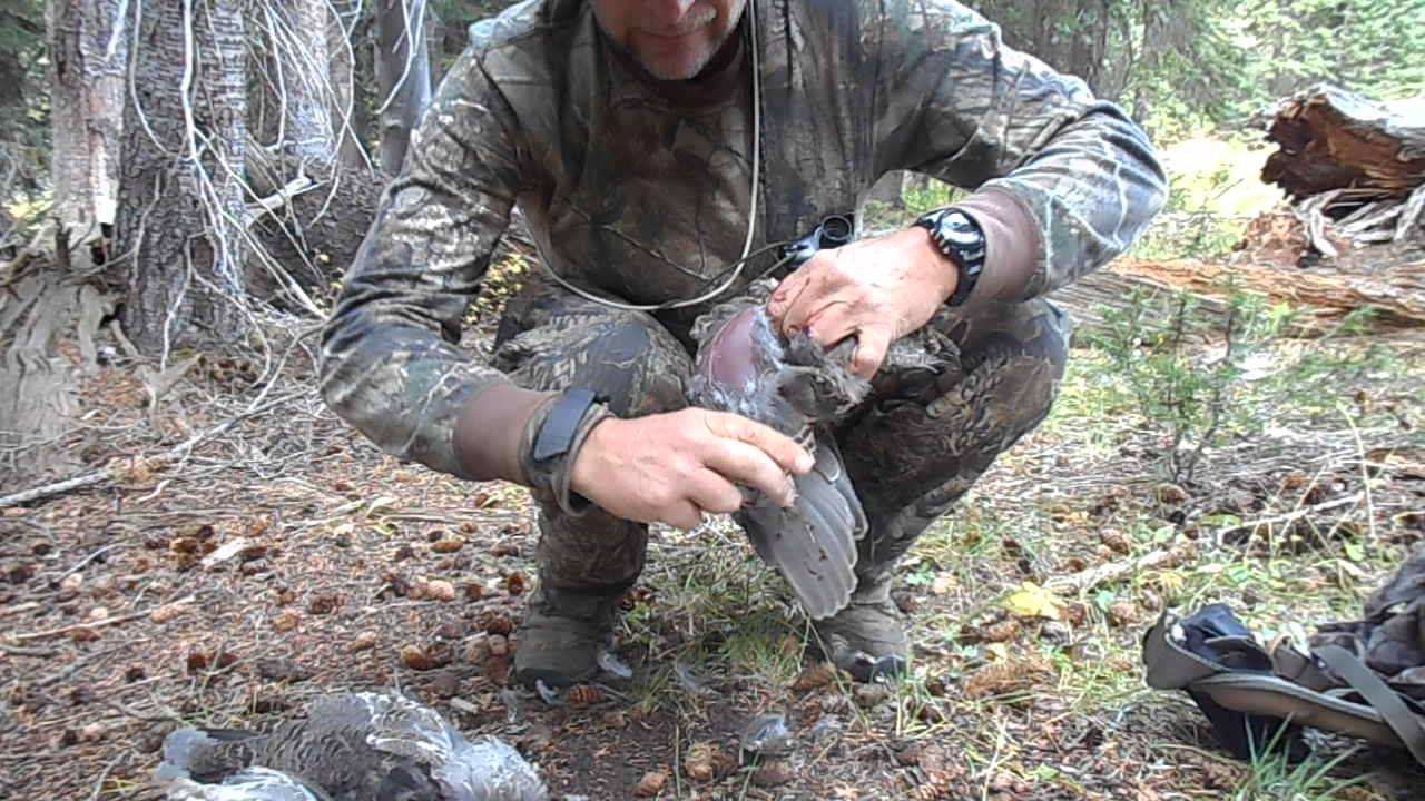 Field dressing grouse in the woods YouTube