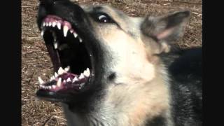 Watch Chumbawamba Bad Dog video