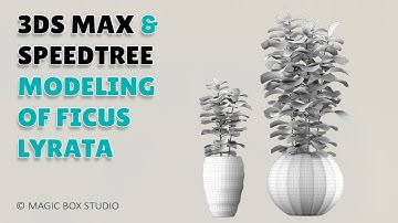 3DS MAX&Speedtree modeling of Ficus Lyrata ǀ Part I