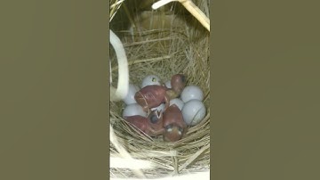 White Java 2nd Clutch Hatching Start 🐣 || FinchEee