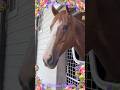 『Adesso e Fortuna ✴︎』 #アロースタッド #カリフォルニアクローム #californiachrome #horse #horseracing #pulpit #lani