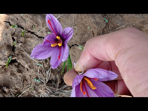 Video: Saffronkrookuksen sadonkorjuu – Milloin ja miten sahramia korjataan