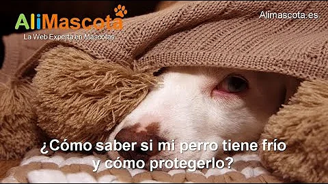 ¿Cómo sé si mi casa es demasiado fría para mi perro?