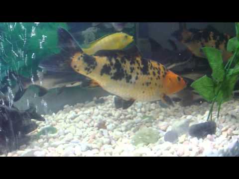 ቪዲዮ: የ Aquarium Pangasius ን መጠበቅ