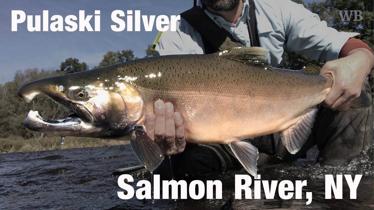 Fly Fishing Pulaski Silver, Salmon River, NY - Wooly Bugged 