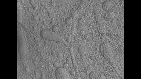 Liquid-like coacervate (LLC) droplets coalescent, deformation and relaxation upon physical shearing