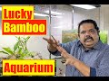 Low Tech Lucky Bamboo Aquarium | DIY | Cherry Barb Fish Tank | Mayur Dev Tips HD1080p