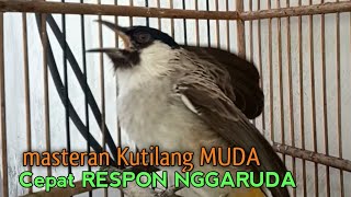 Suara Burung Kutilang Gacor Menekan Lawan NGGARUDA, Pancingan pikat Kutilang ribut & Kutilang DIAM