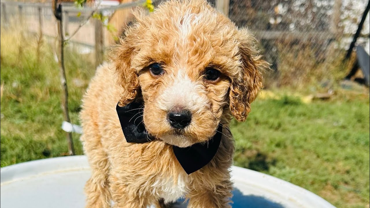 Tux Temperament Test (Standard Goldendoodle) YouTube