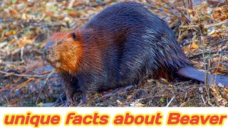Unique facts about Beaver
