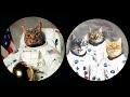 Astrocat New T shirt Limited Edition Amazon.com -For Cats Lovers