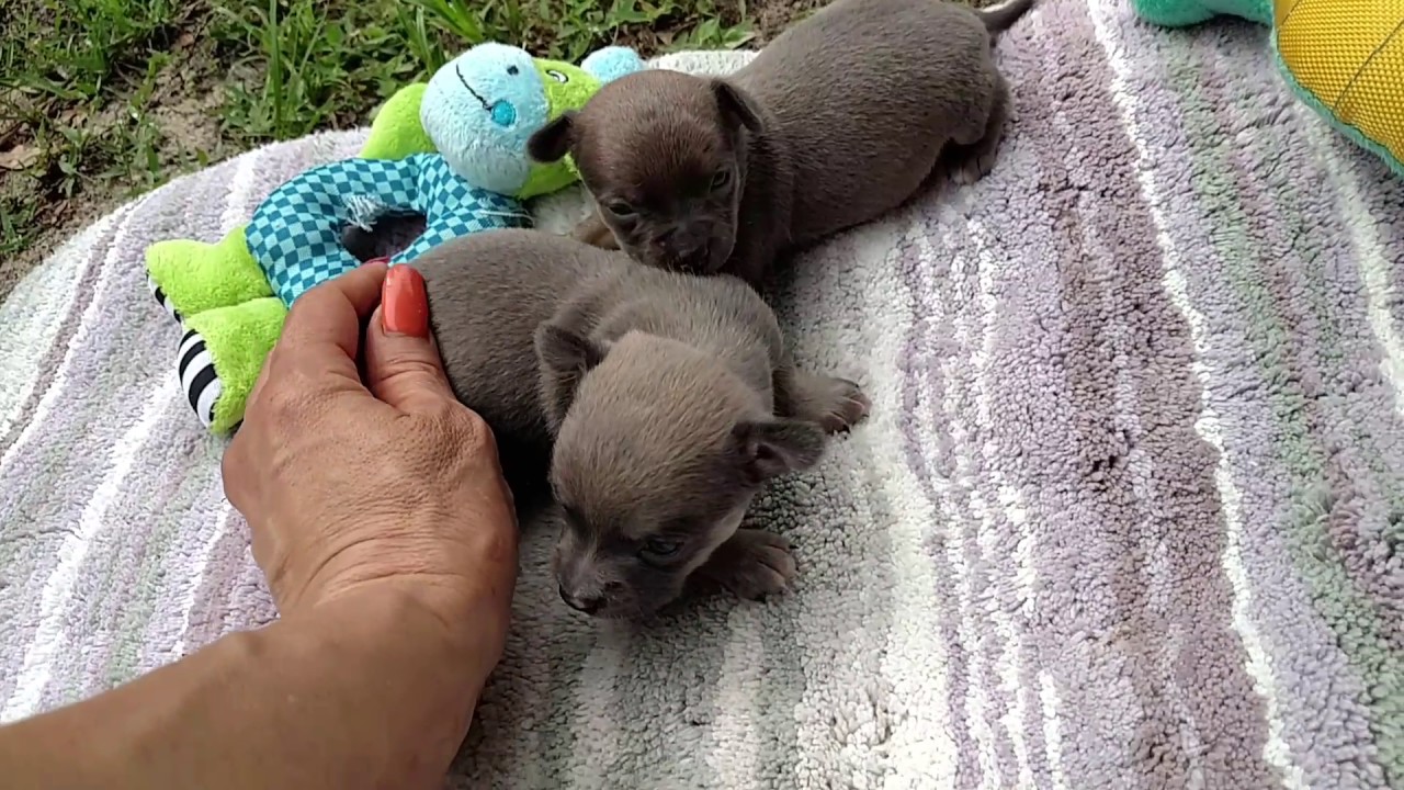 3 week old Chihuahua puppies short coat males - YouTube