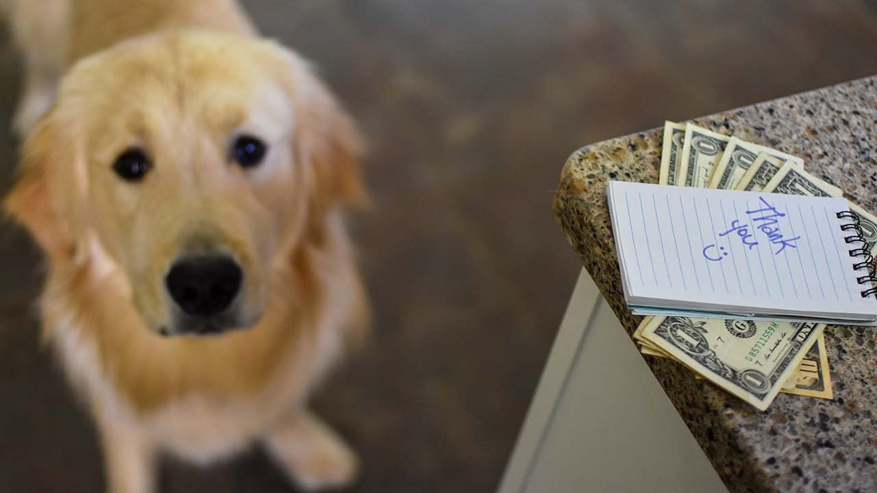 How Much to Tip a Dog Sitter? YouTube