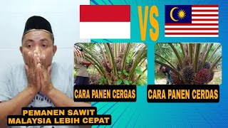 PEMANEN SAWIT INDONESIA TAK MAU TIRU CARA MALAYSIA DI PECAT