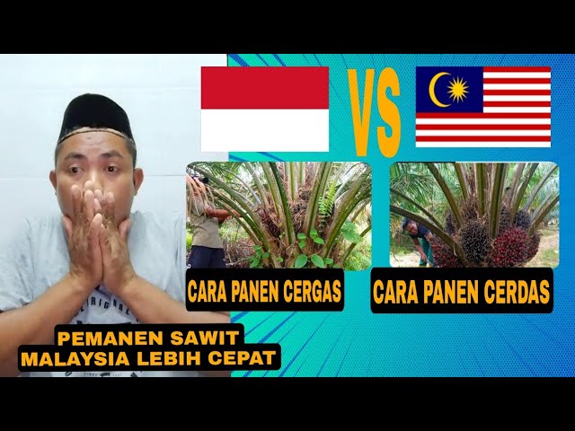 PEMANEN SAWIT INDONESIA TAK MAU TIRU CARA MALAYSIA DI PECAT class=