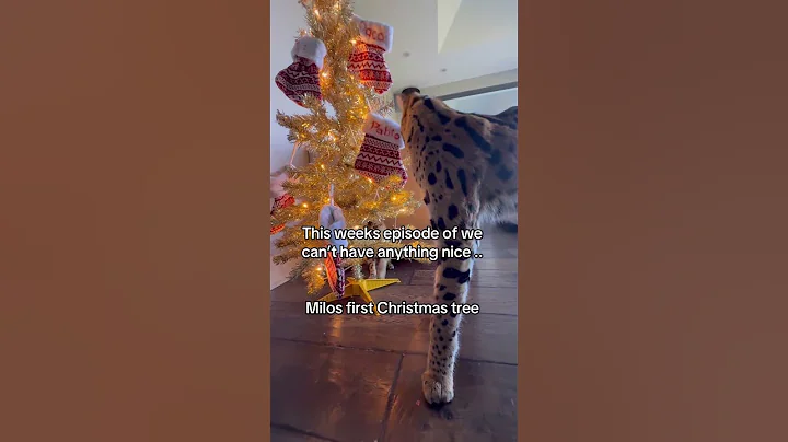 Video 11624261: savannah serval, bengalcat bengals, cat