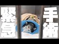 【保護犬】飼育放棄された6歳のシベリアンハスキーが我が家にやってきたら大変なことになった【後編】
