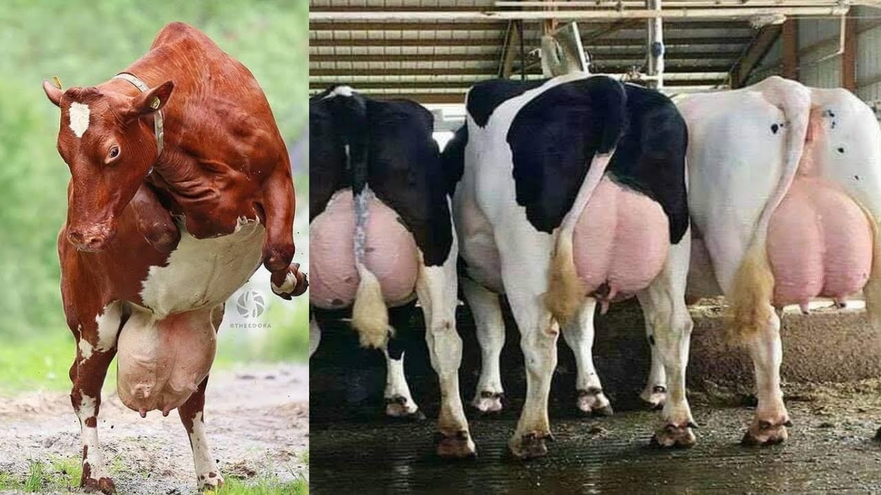The best breeds of cows for milk production YouTube
