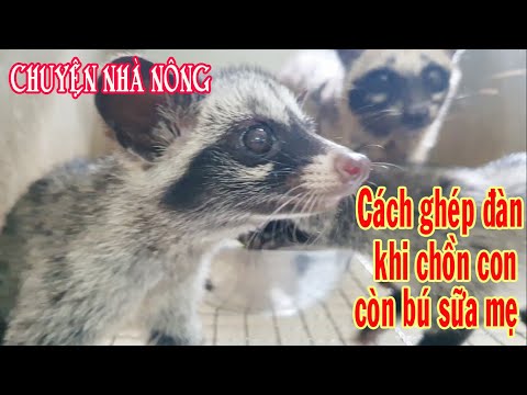 Cách ghép đàn khi chồn con mồ côi mẹ | Kỹ thuật nuôi chồn hương | Chuyện nhà nông