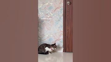 Thumbnail of #bollywood #song #music #entertainment #coversong #cat #vinyloftoday #musiccat #catlover #vinylof