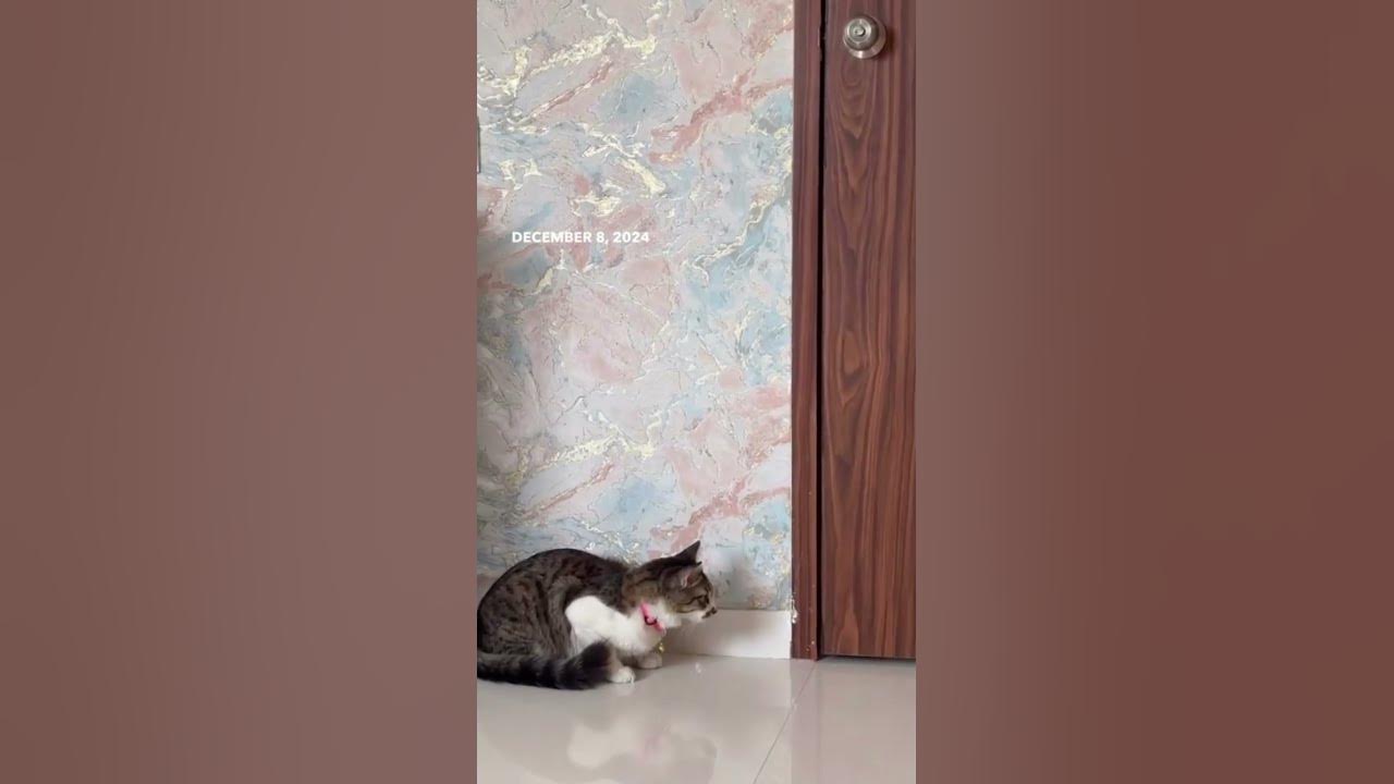 #bollywood #song #music #entertainment #coversong #cat #vinyloftoday #musiccat #catlover #vinylof