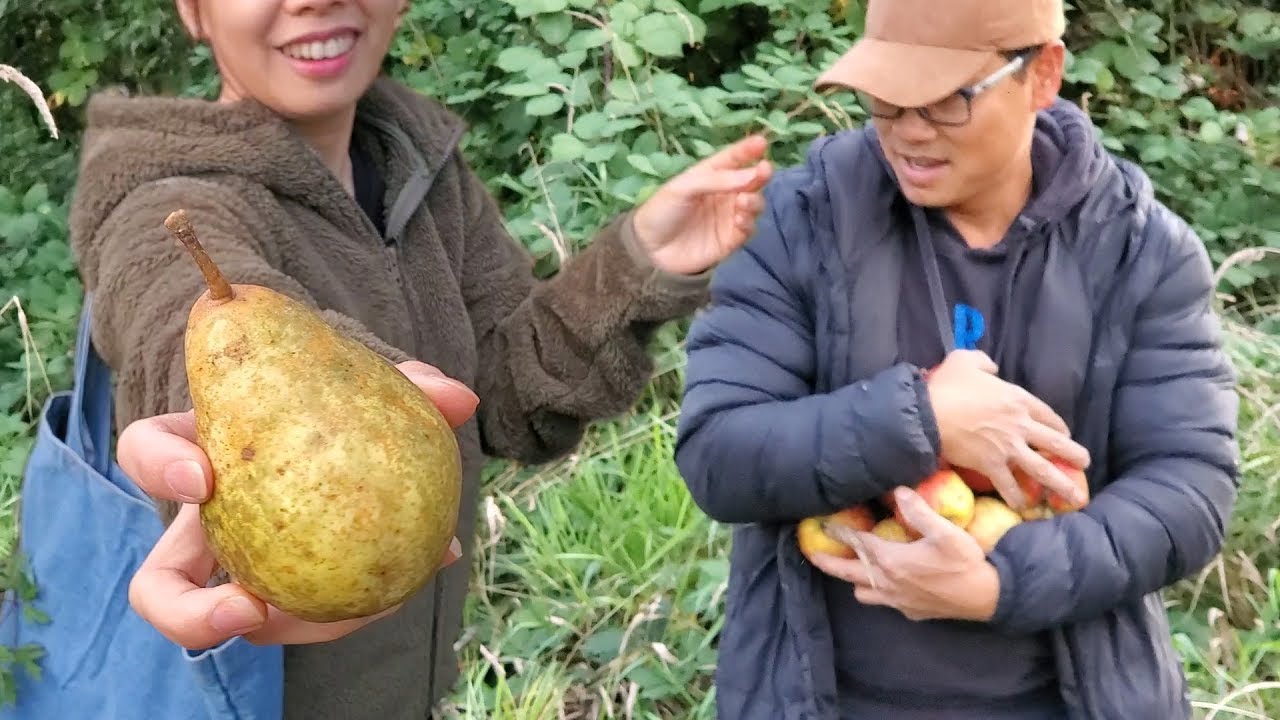 Hái Lê & Táo Rừng Nhiều Quá Thấy Mê - Picking wild Pears and Apples ...
