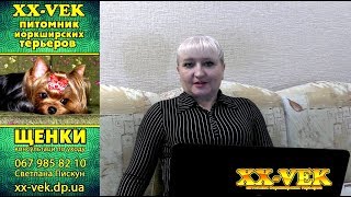 Всё о йоркширском терьере расскажет Светлана Пискун - ответы ч. 2 Всё о йоркширском терьере расскажет Светлана Пискун - ответы ч. 2