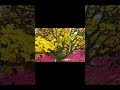 Fall is here. #fallcolours #dramaticscenery #autumnbeauty #autumneffect