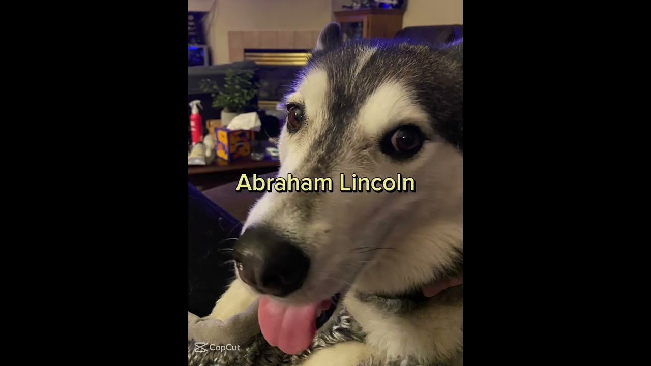 POV Dog Asks A Question