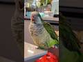 This parrot eats so much that it's unrealistically fat. #birds #parrot #parrots #pets #shorts
