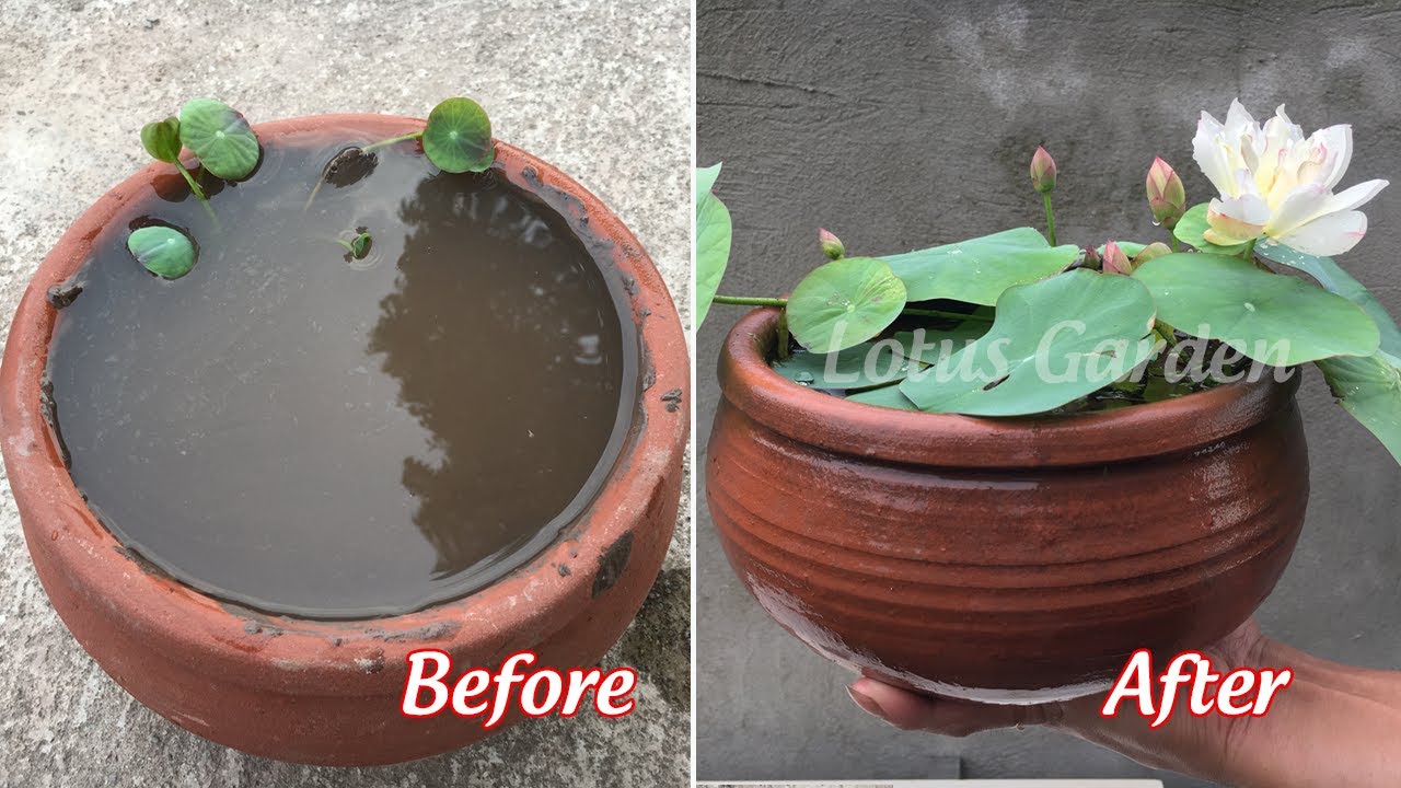 Use ceramic pot to grow mini lotus at home, blooming brilliantly YouTube