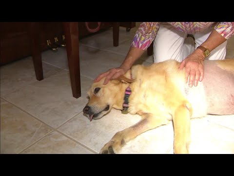 Woman who faced gator to save dog describes ‘horrific’ experience 