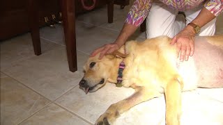 Woman gets attacked by alligator in Boca Raton in order to save dog
