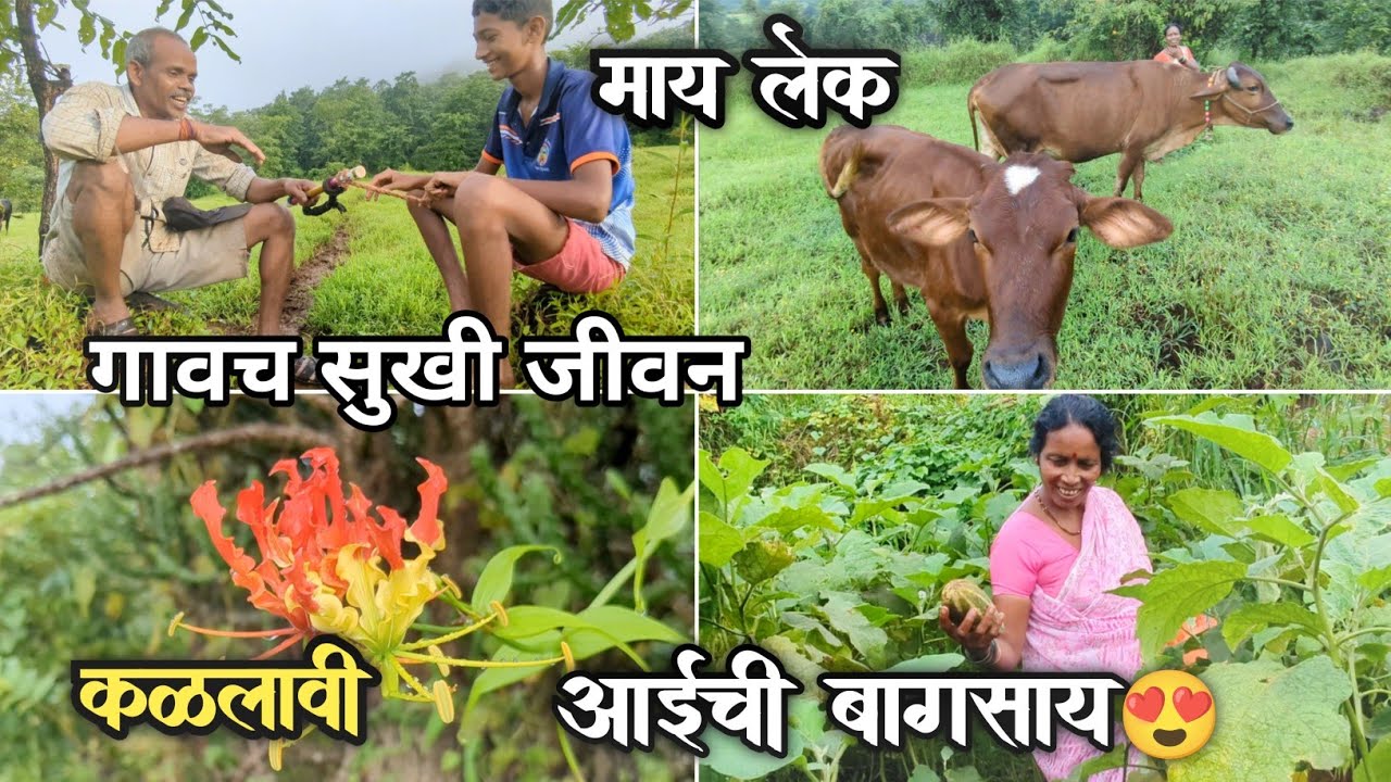 आईच्या मेहनतीच फळ 🙏| दादू आणि अण्णा च्या गप्पा | कळलावी फुल खरच औषधी | Kokani Sankya | Village Life