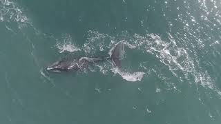 North Atlantic Right Whale off Virginia Beach, VA