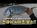 어마어마한 전갱이를 잡아보자!!